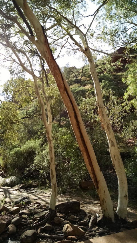 3-Day Tour From Uluru (Ayers Rock) To Alice Springs Via Kings Canyon - Sunshine Coast Guide 5