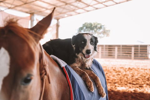 Skip-the-Line Katherine Outback Experience Show Ticket - Sunshine Coast Guide 13