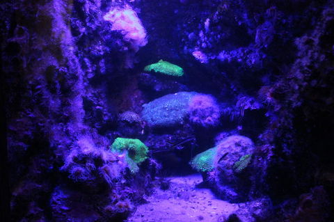 SEA LIFE Sydney Aquarium Entrance Ticket - Sunshine Coast Guide 8