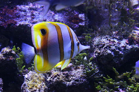 SEA LIFE Sydney Aquarium Entrance Ticket - Sunshine Coast Guide 7
