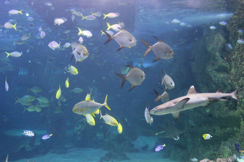 SEA LIFE Sydney Aquarium Entrance Ticket - Sunshine Coast Guide 9