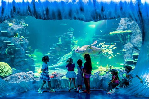 SEA LIFE Sydney Aquarium Entrance Ticket - Sunshine Coast Guide 0