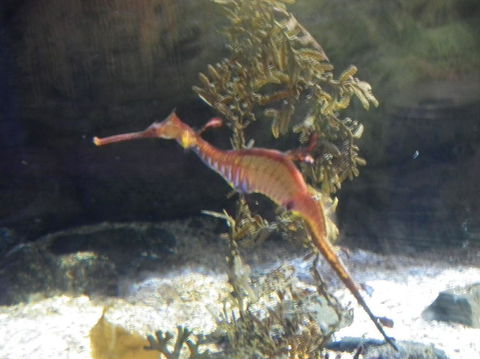 SEA LIFE Sydney Aquarium Entrance Ticket - Sunshine Coast Guide 12