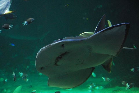 SEA LIFE Sydney Aquarium Entrance Ticket - Sunshine Coast Guide 20