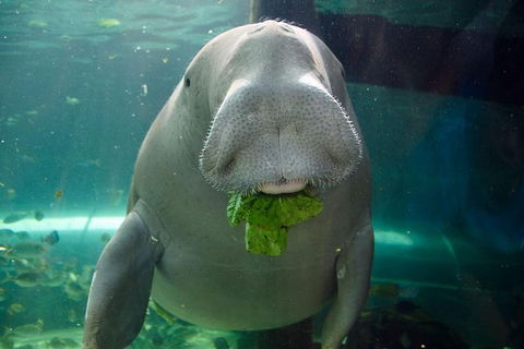 SEA LIFE Sydney Aquarium Entrance Ticket - Sunshine Coast Guide 1