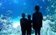 SEA LIFE Sydney Aquarium Entrance Ticket - thumb 10