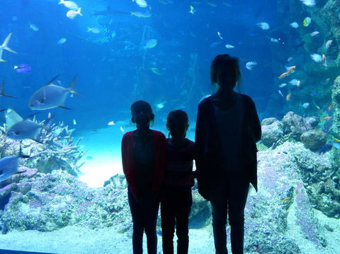 SEA LIFE Sydney Aquarium Entrance Ticket - Sunshine Coast Guide 10