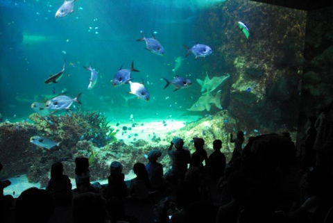 SEA LIFE Sydney Aquarium Entrance Ticket - Sunshine Coast Guide 21
