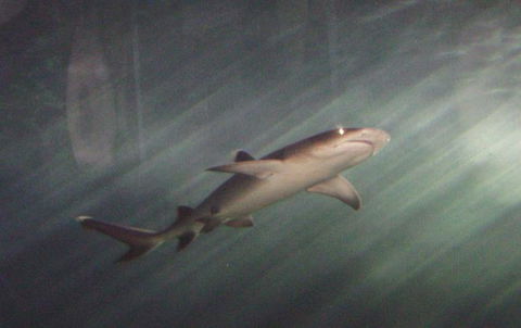SEA LIFE Sydney Aquarium Entrance Ticket - Sunshine Coast Guide 17