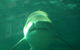 SEA LIFE Sydney Aquarium Entrance Ticket - thumb 13