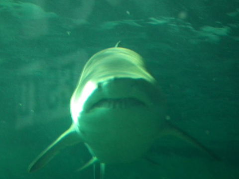 SEA LIFE Sydney Aquarium Entrance Ticket - Sunshine Coast Guide 13