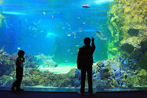 SEA LIFE Sydney Aquarium Entrance Ticket - Sunshine Coast Guide 15