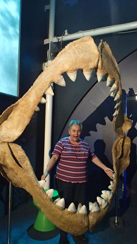SEA LIFE Sydney Aquarium Entrance Ticket - Sunshine Coast Guide 3