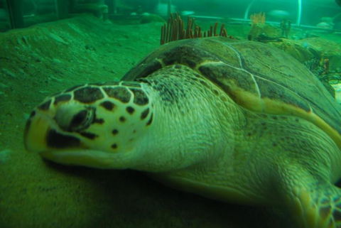 SEA LIFE Sydney Aquarium Entrance Ticket - Sunshine Coast Guide 25