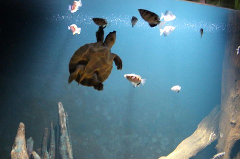 SEA LIFE Sydney Aquarium Entrance Ticket - Sunshine Coast Guide 4