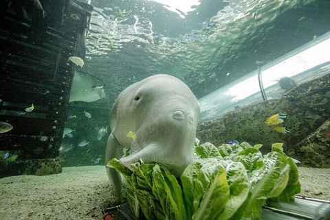 SEA LIFE Sydney Aquarium Entrance Ticket - Sunshine Coast Guide 34