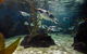 SEA LIFE Sydney Aquarium Entrance Ticket - thumb 29