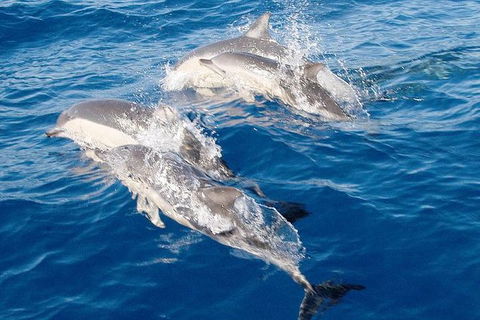 Port Stephens Day Tour From Sydney Including 4WD, Sandboarding And Dolphins - Sunshine Coast Guide 0