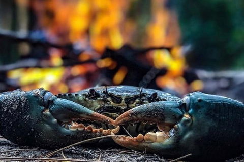 Pot To Plate Adventure - Sunshine Coast Guide 11