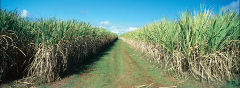 Avondale - Sunshine Coast Guide 2