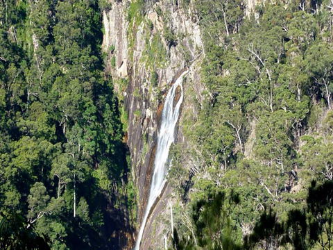 Carrai National Park - Sunshine Coast Guide 0