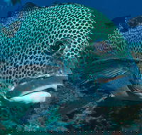 Fish Bowl Dive Site - Sunshine Coast Guide