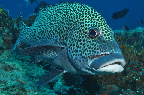 Fish Bowl Dive Site - Sunshine Coast Guide 0