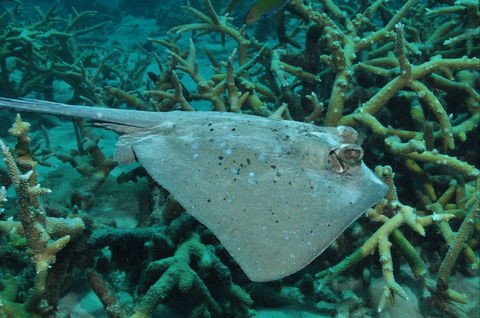 Fish Bowl Dive Site - Sunshine Coast Guide 1