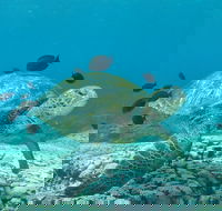 Flinders Reef Dive Site - Sunshine Coast Guide