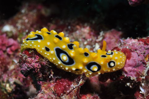 Flinders Reef Dive Site - Sunshine Coast Guide 1