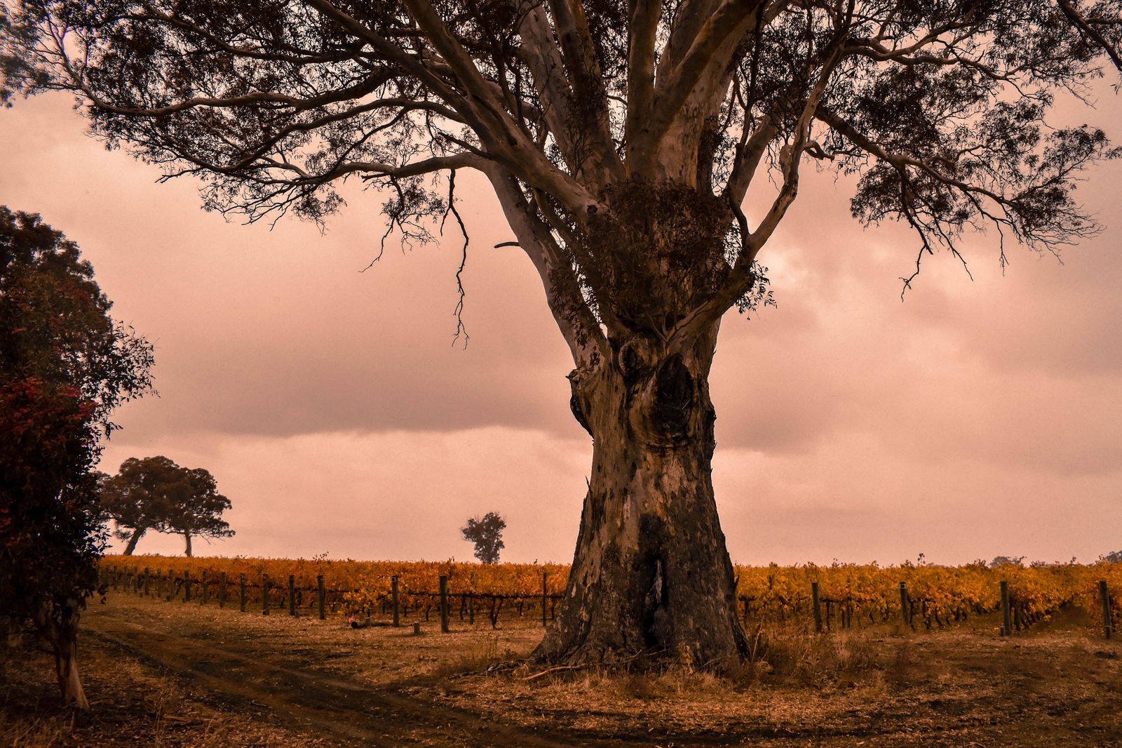 Binnum ACT Sunshine Coast Guide