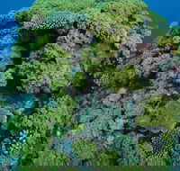 Keeper Reef Dive Site - Sunshine Coast Guide