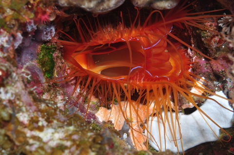 Pixie Pinnacle Dive Site - Sunshine Coast Guide 0