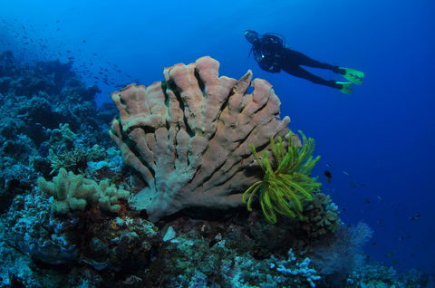 Pixie Pinnacle Dive Site - Sunshine Coast Guide 1