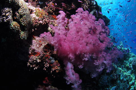 Pixie Pinnacle Dive Site - Sunshine Coast Guide 2
