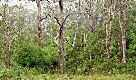Scutts Hut Trail - Sunshine Coast Guide 0