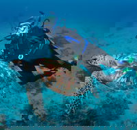 Second Reef Dive Site - Sunshine Coast Guide