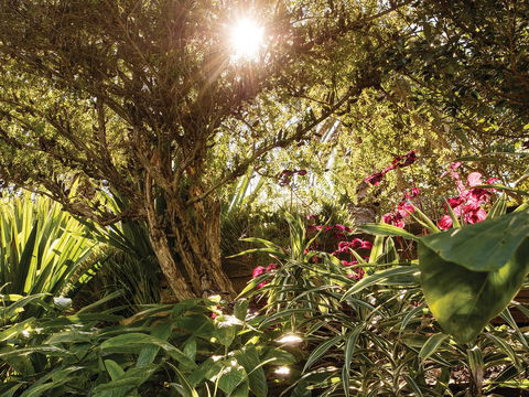 Wendy Whiteley's Secret Garden - Sunshine Coast Guide 1