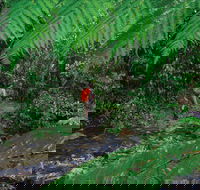 Goldsborough Valley Wooroonooran National Park - Sunshine Coast Guide