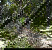 Karloo Walking Track - Sunshine Coast Guide