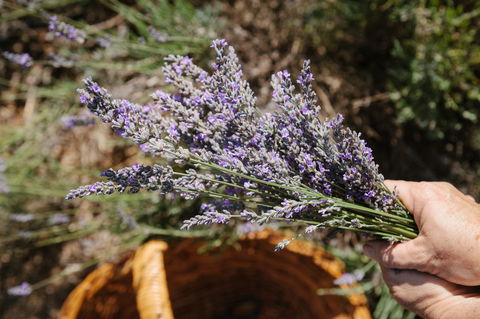 Nannup Lavender Farm - Sunshine Coast Guide 2