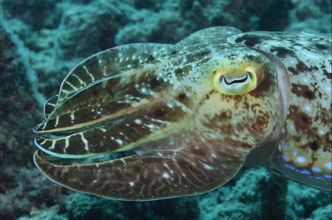 Turtle Bommie - Sunshine Coast Guide 1