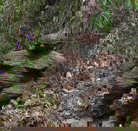 Understory Art In Nature - Sunshine Coast Guide
