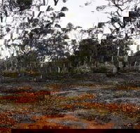 Woylie Walk Dryandra Woodland - Sunshine Coast Guide