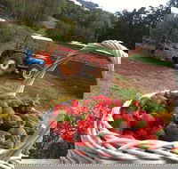 Blue Hills Berries and Cherries - Sunshine Coast Guide