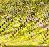 Davies Creek Mountain Bike Park - Sunshine Coast Guide