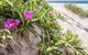 Fort Bribie - thumb 0
