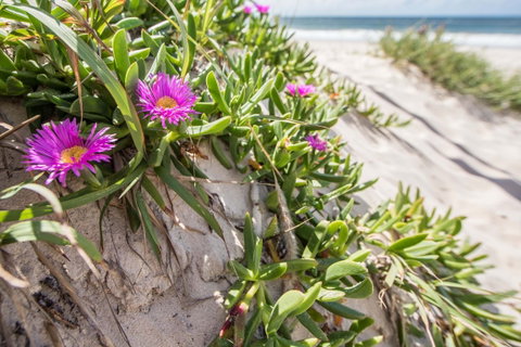 Fort Bribie - Sunshine Coast Guide 0