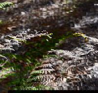Langwarrin Flora and Fauna Reserve Walking Trails - Sunshine Coast Guide