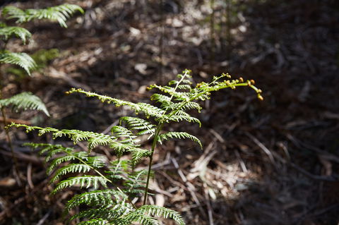 Langwarrin Flora And Fauna Reserve Walking Trails - Sunshine Coast Guide 0